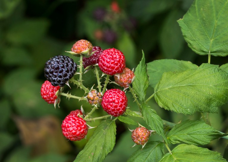 wild berries by liz west on Flickr Creative Commons Attribution 2.0 Generic https://www.flickr.com/photos/calliope/18790748604